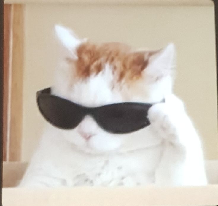 Professional portrait